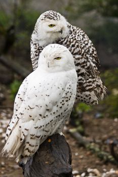 Pair of Snowy owls, male and female