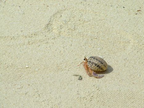 Hermit crab on beach sand