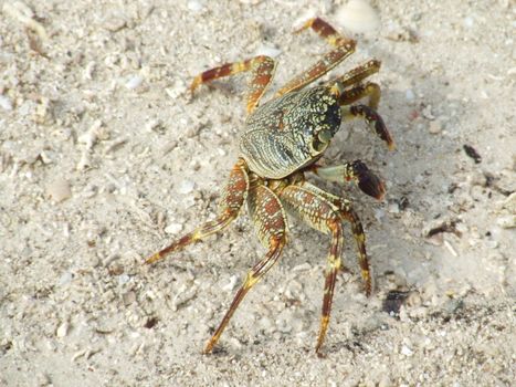 Maldivian Crab