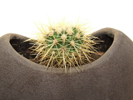 A dwarf cactus in a pot plant, for home decor