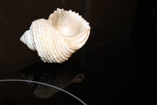 Sea shell on a black surface