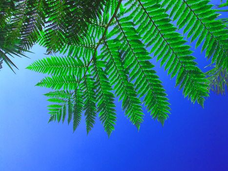 Bright green fern against blue sky