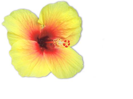 Yellow and Red Hibiscus isolated on white background