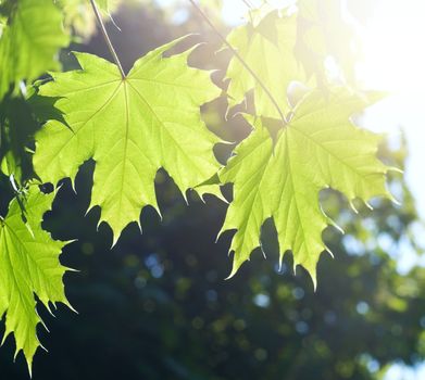 Spring Maple leaves under sun beams
