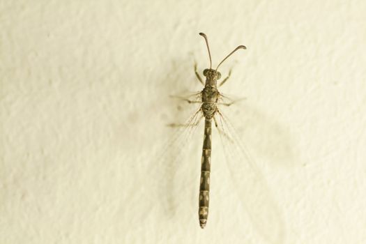 Dragonfly on a wall