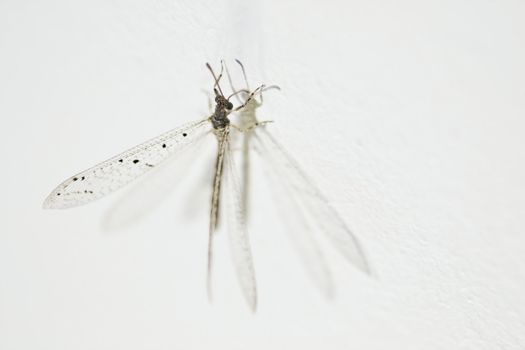 Dragonfly on a wall