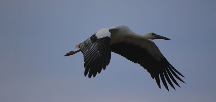 stork black and white