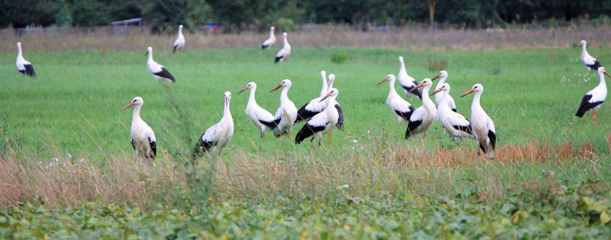storks and grass green
