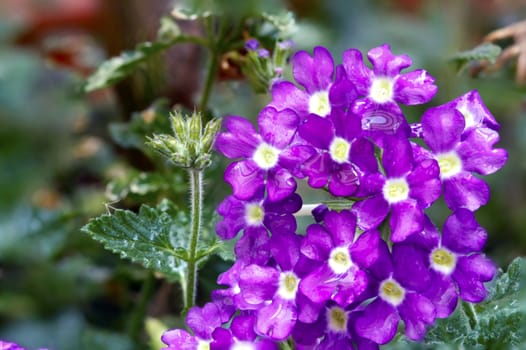 Dewdrops on delicate purple flower petals