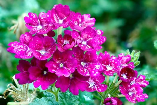 Beautiful perfect pink ornamental flowers