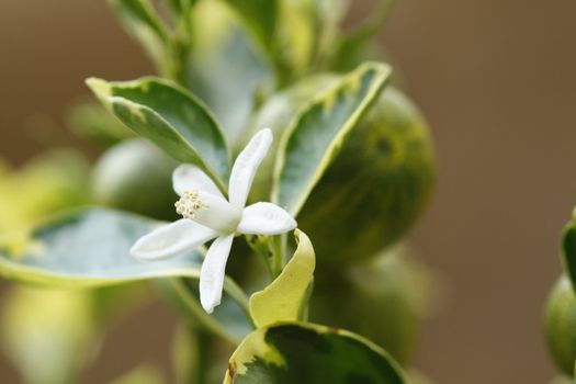 Orange blossom on an ornamental tree