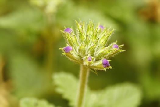 Young flower buds