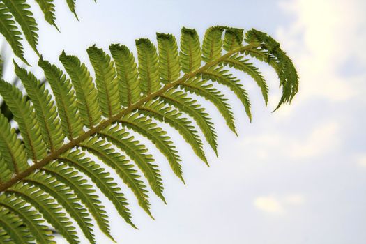 Tree fern against the sky
