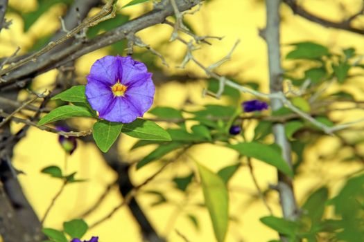 Bright purple flower