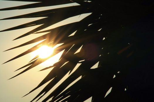 Sun shining through a palm tree