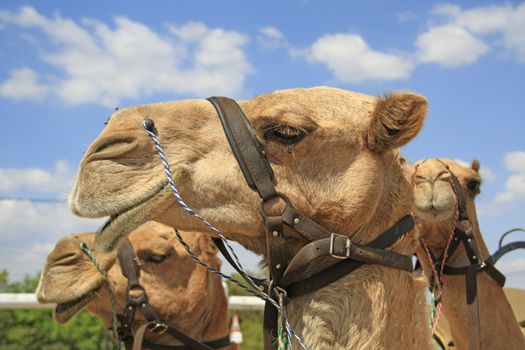 Camel Caravan