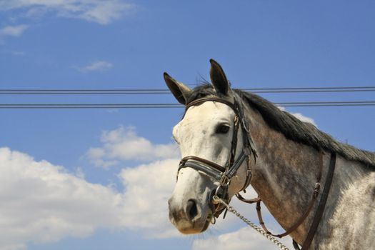 White Horse