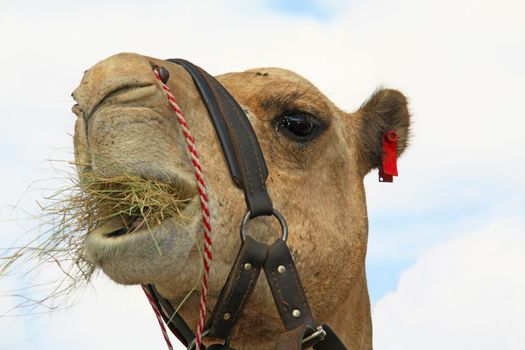 Close up - Camel Caravan