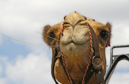 Camel Caravan