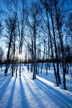 A picturesque winter forest with an early morning sunrise