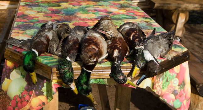 Ducks and woodcocks on a table covered with a colour oilcloth