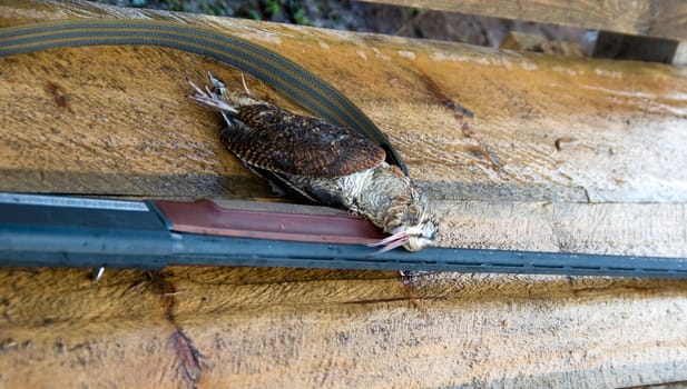 Woodcock and a shot-gun on a wooden bench