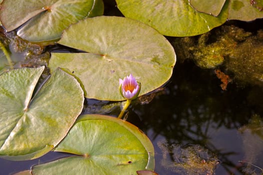 Leaves and flower water lily floating in the water.