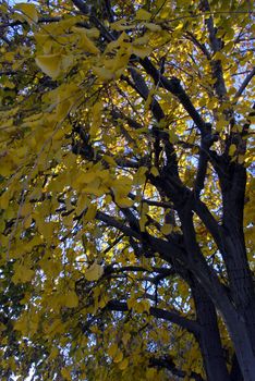 Yellow Leaves on a Ginkgo tree in Fall Season