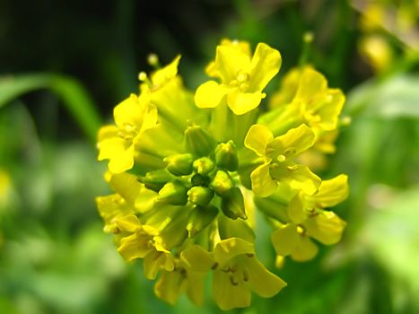 A photograph of a yellow flower in a field.