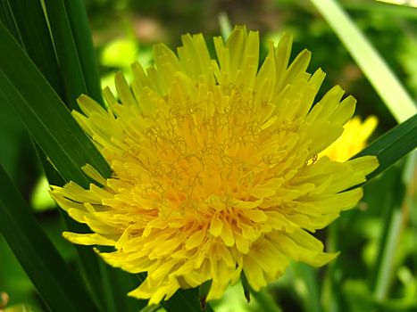 A photograph of a yellow flower in a field.