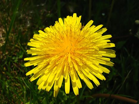 A photograph of a yellow flower in a field.