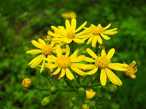 A photograph of a yellow flower in a field.