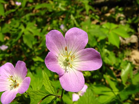 A photograph of a pink flower in a field.