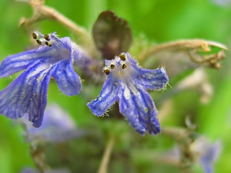 A photograph of a blue flower in a field.