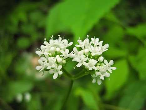 A photograph of a white flower in a field.