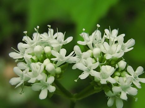 A photograph of a white flower in a field.