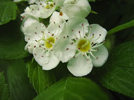 A photograph of a white flower in a field.