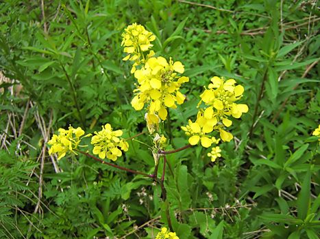 A photograph of a yellow flower in a field.