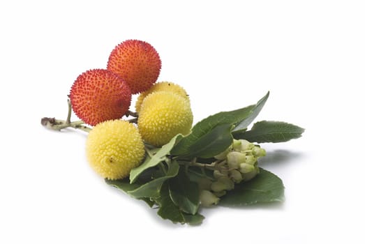 Some fruits of Arbutus unedo with leaves and flowers isolated on a white background.