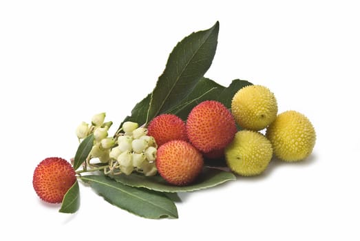 Some fruits of Arbutus unedo with leaves and flowers isolated on a white background.