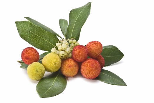 Some fruits of Arbutus unedo with leaves and flowers isolated on a white background.