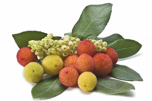 Some fruits of Arbutus unedo with leaves and flowers isolated on a white background.