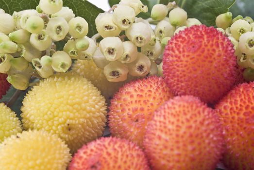 Some fruits of Arbutus unedo with leaves and flowers isolated on a white background.