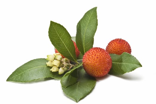 Some fruits of Arbutus unedo with leaves and flowers isolated on a white background.