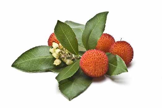 Some fruits of Arbutus unedo with leaves and flowers isolated on a white background.
