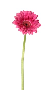 Purple gerbera daisy isolated on white background with clipping path