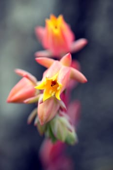 red yellow orange flower of a everia runyoni habitus inflorescences