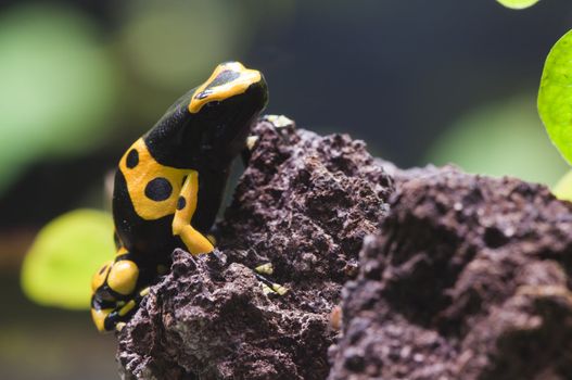 Black and yellow tropical poisonous frog of the rain forest