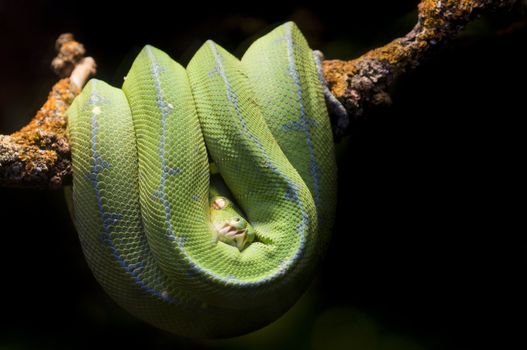 Tropical Green snake resting on a branch