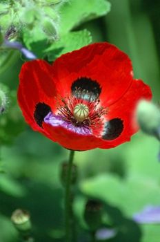 Blooming California Poppy Flower in Red color